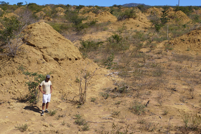 Some of the termite mounds were astoundingly large.